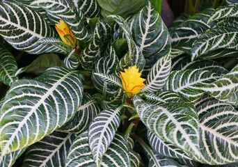 Unique and beautiful foliage of Zebra plant with tiny yellow flower
