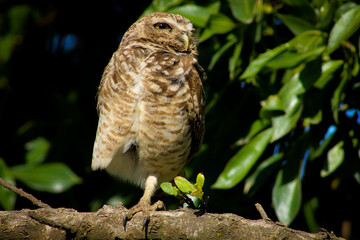 owl perched on a branch in a tree. nature 