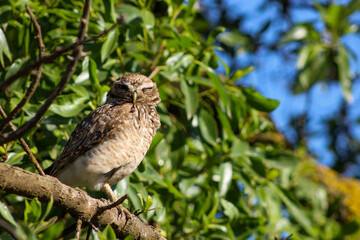 owl perched on a branch in a tree. nature 