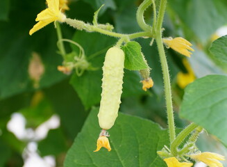 Small and young cucumber 'Silver Slicer' hanging on the tree