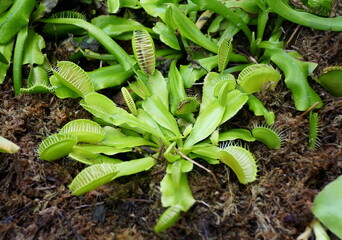 Venus flytrap, a carnivorous plant