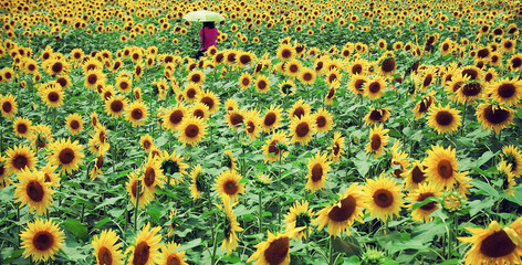 sunflowers in the field