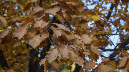 Autumn an old oak tree. A branch with yellowed leaves.