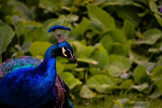 A Beautiful Peacock Wandering Around The Denver Zoo. 