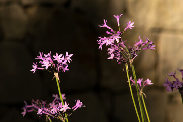 Fototapeta na wymiar Purple agapanthus flowers in bloom close up. Bokeh background