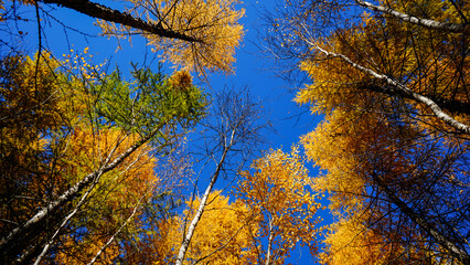 Autumn trees against a blue sky with clouds.