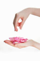 holding petals of rose on white background