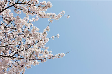 cherry blossoms in spring