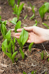 handing touching sprouts