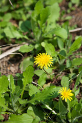 dandelion in spring