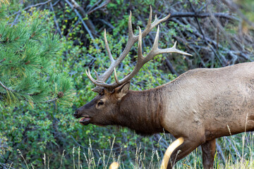 Close up of  a 8x7 Rocky mountain bull (male) elk