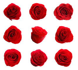 Set of beautiful red roses on white background