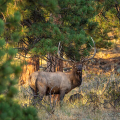6x6 Rocky mountain bull(male) elk