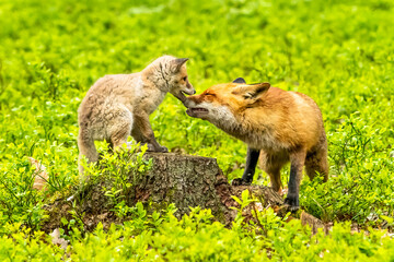 Cute Red Fox, Vulpes vulpes in fall forest. Beautiful animal in the nature habitat. Wildlife scene from the wild nature. Red fox running in orange autumn leaves