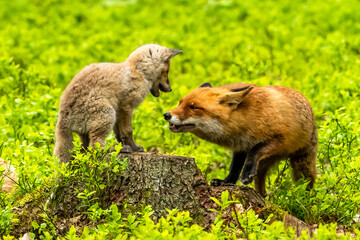 Cute Red Fox, Vulpes vulpes in fall forest. Beautiful animal in the nature habitat. Wildlife scene from the wild nature. Red fox running in orange autumn leaves