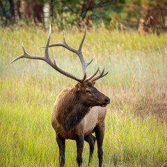 6x7 Rocky mountain bull(male) elk