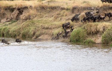 The Wildebeest migration on the banks of the Mara River. Every Year 1.5 million cross the Masai...