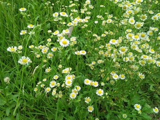 field of daisies