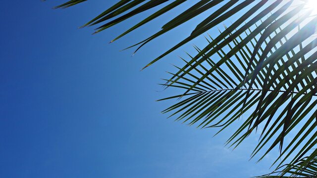 green leaf and blue sky with sunny day for background ,frame for write, nature leaves	