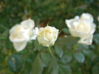 closeup white roses in garden with blurred background ,macro image ,sweet color for card design	