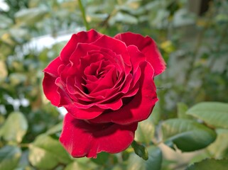 closeup red roses in garden with blurred background ,macro image ,sweet color for card design	