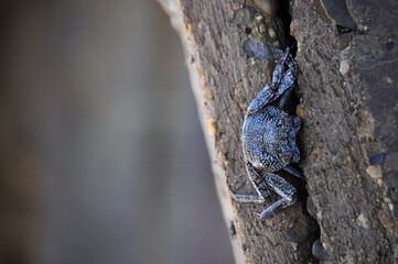 Cangrejo de mar reposando en una piedra frente al mar.