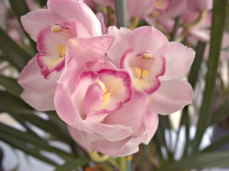closeup pink Cymbidium beach , cindy -cymbidium orchid flower in garden with blurred background...