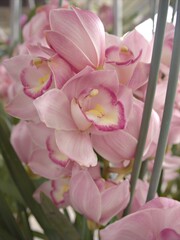 closeup pink Cymbidium beach , cindy -cymbidium orchid flower in garden with blurred background...