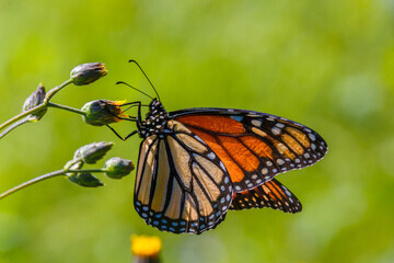 butterfly