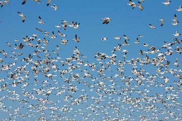 goose flock