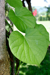 Fototapeta premium Heart-leaved moonseed (Tinospora crispa), with green heart-shaped leaves on a blurred background, is an herb to control blood pressure and diabetes. 