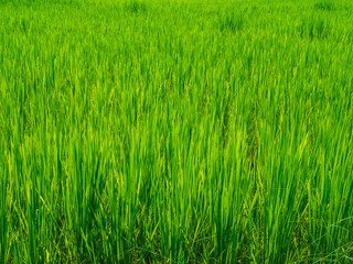 Rice trees in the green fields used for background