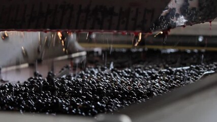Grape processing, machinery for selecting the best grapes to make top quality wines