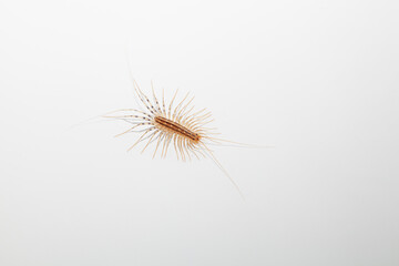 Large centipede sits on white background