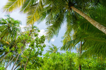 Beach summer vacation holidays background with coconut palm trees and hanging palm tree leaves