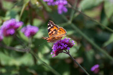 Close up of a beautiful butterfly on a flower in the garden at summer time