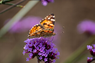 Close up of a beautiful butterfly on a flower in the garden at summer time