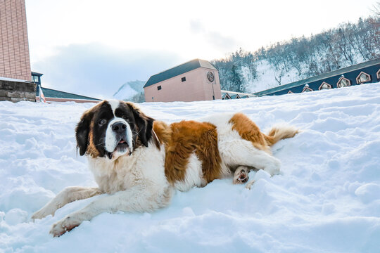 Saint Bernard Dog In Winter Siting On White Snow Ground With Background Of Forest At Kiroro Sky Resort, Hokkaido, Japan