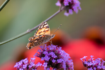 Close up of a beautiful butterfly on a flower in the garden at summer time