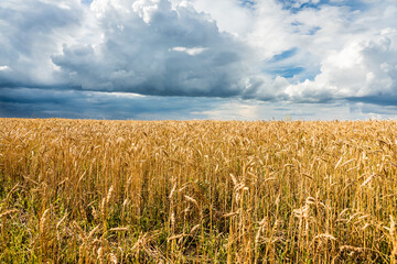 Naklejka premium Beautiful golden color wheat field and dark stormy sky. Landscape shot.