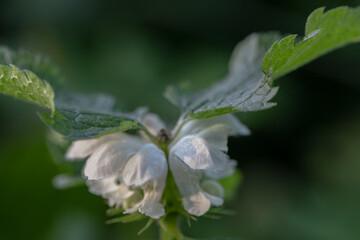close up of white dead nettle Lamium album flower