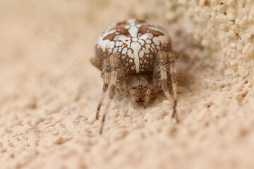 Cross spider at the wall