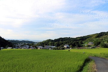 Fototapeta na wymiar Countryside and paddy field in Asuka, Nara