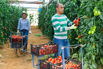 Obraz premium Latina woman and man seasonal workers harvesting ripe tomatoes in greenhouse