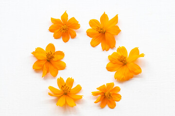 colorful mellow yellow flowers cosmos local flora of asia arrangement flat lay postcard style on background white 