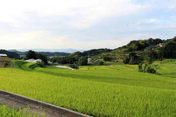 Paddy field or rice terrace in Asuka, Nara