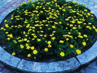 Marigolds (Tagetes) are bright lush flowers. Flowerbed with orange and yellow flowers