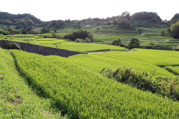 Fototapeta na wymiar Paddy field or rice terrace in Asuka, Nara, Japan. Taken in September 2019.