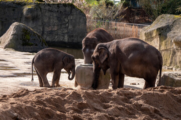 Fototapeta na wymiar elephants in the zoo