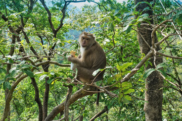 Naklejka na ściany i meble A fluffy monkey sits on the branches of a tree, looks at the camera, holds ice cream in its paws. Green foliage all around. Thailand. Phuket